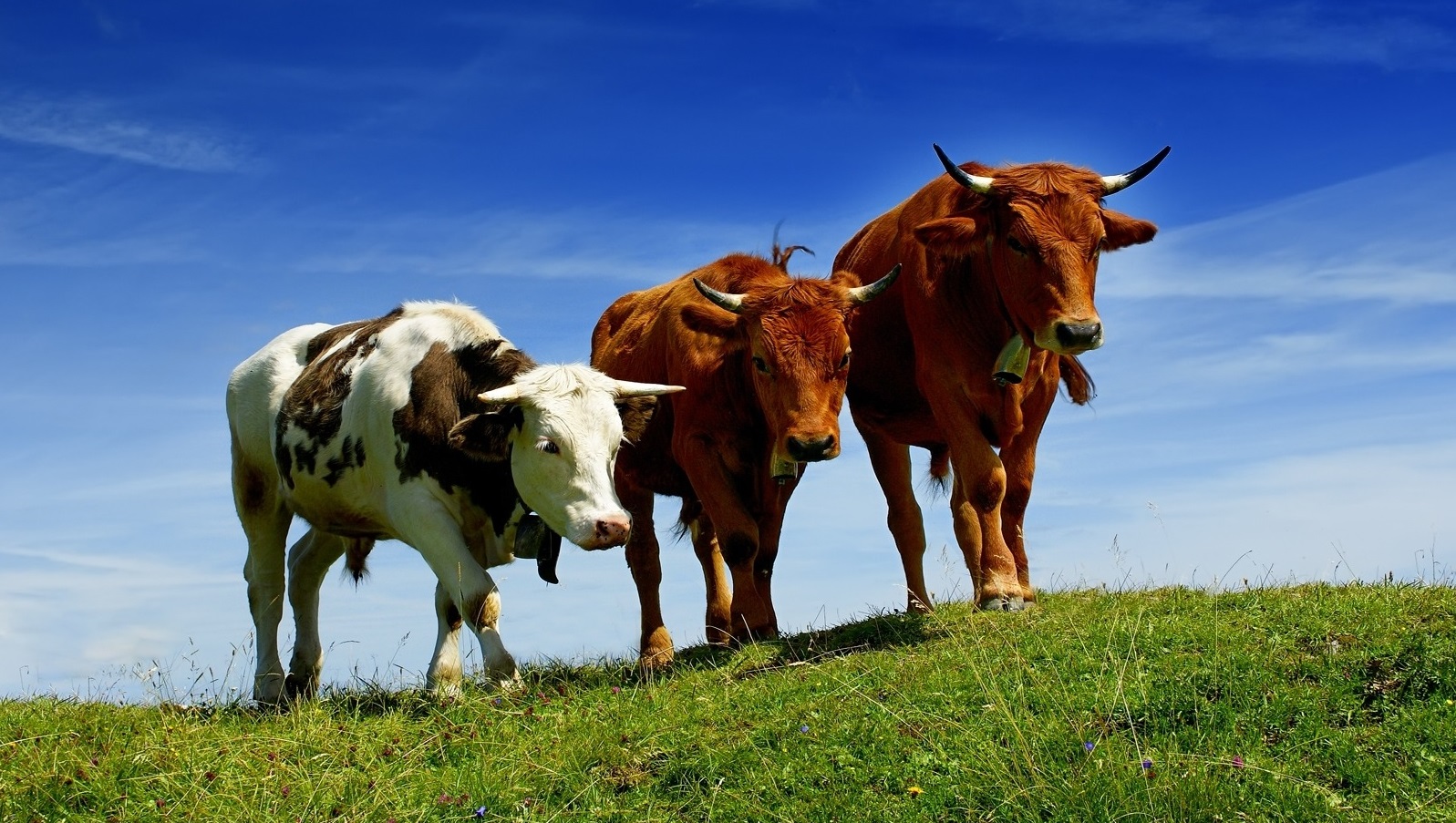 Кроли, овцы и коровы: анализ рынка животноводства Украины
